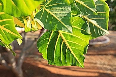 《流放之路2》新DLC将于6月14日上线 大量新内容